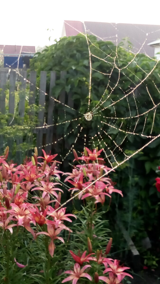 Паутинка на фоне лилий