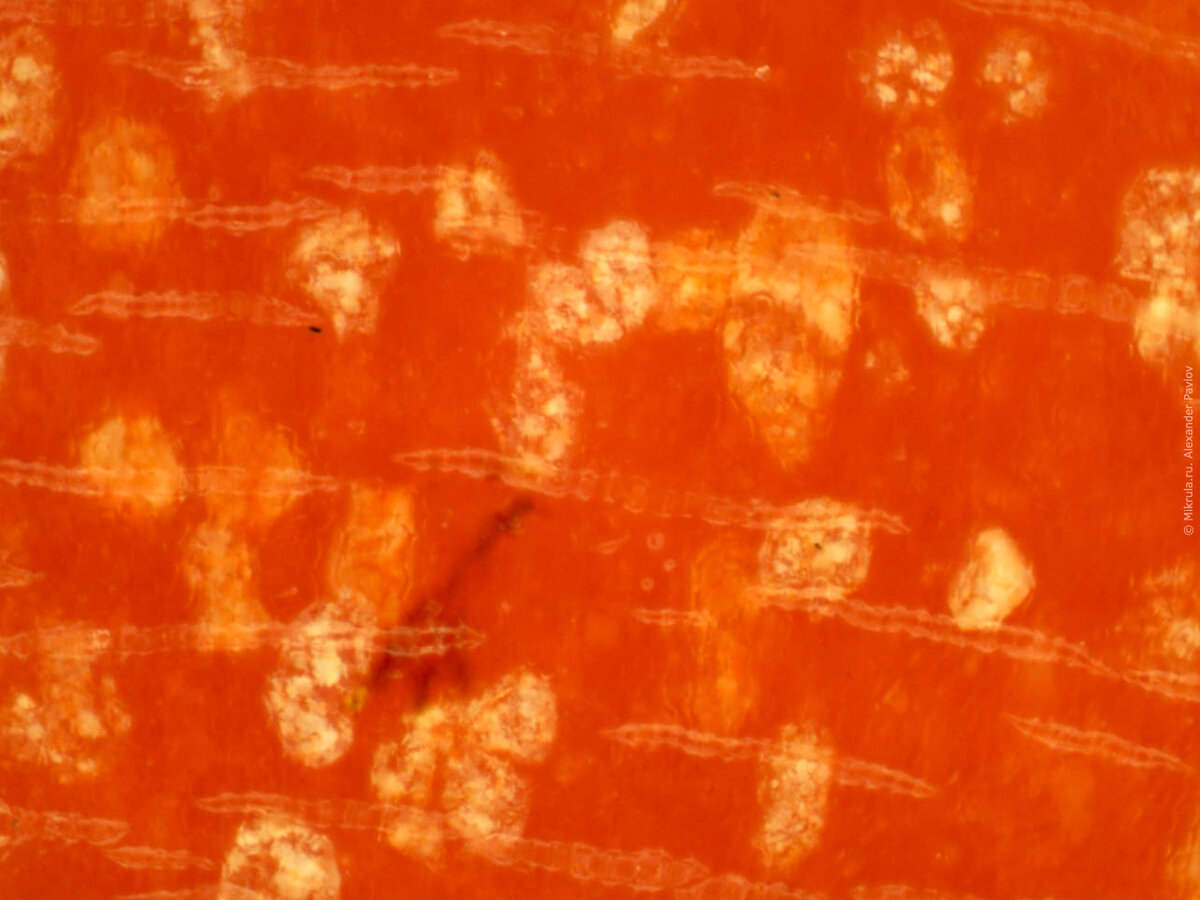 Хромопласты томата под микроскопом