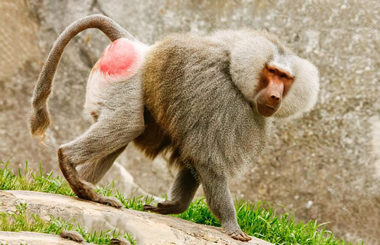 Яндекс картинки