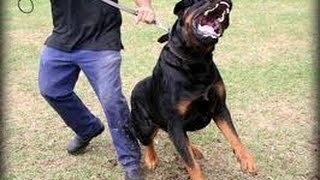 это не они, но выглядит похоже