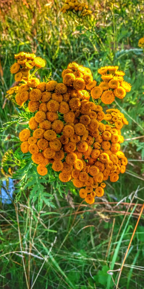 Многолетнее травянистое растение с горизонтальным ползучим корневищем и тонкими мочковидными корнями. Стебли прямые, в верхней части ветвистые; листья очередные, дваждыперисторассеченные; цветки трубчатые в многочисленных корзинках, собранные в щитковидное сложное соцветие; плоды — семянки. Все растение обладает сильным (камфорным) запахом.
