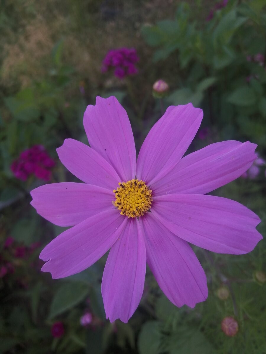 Наши цветы в клумбе