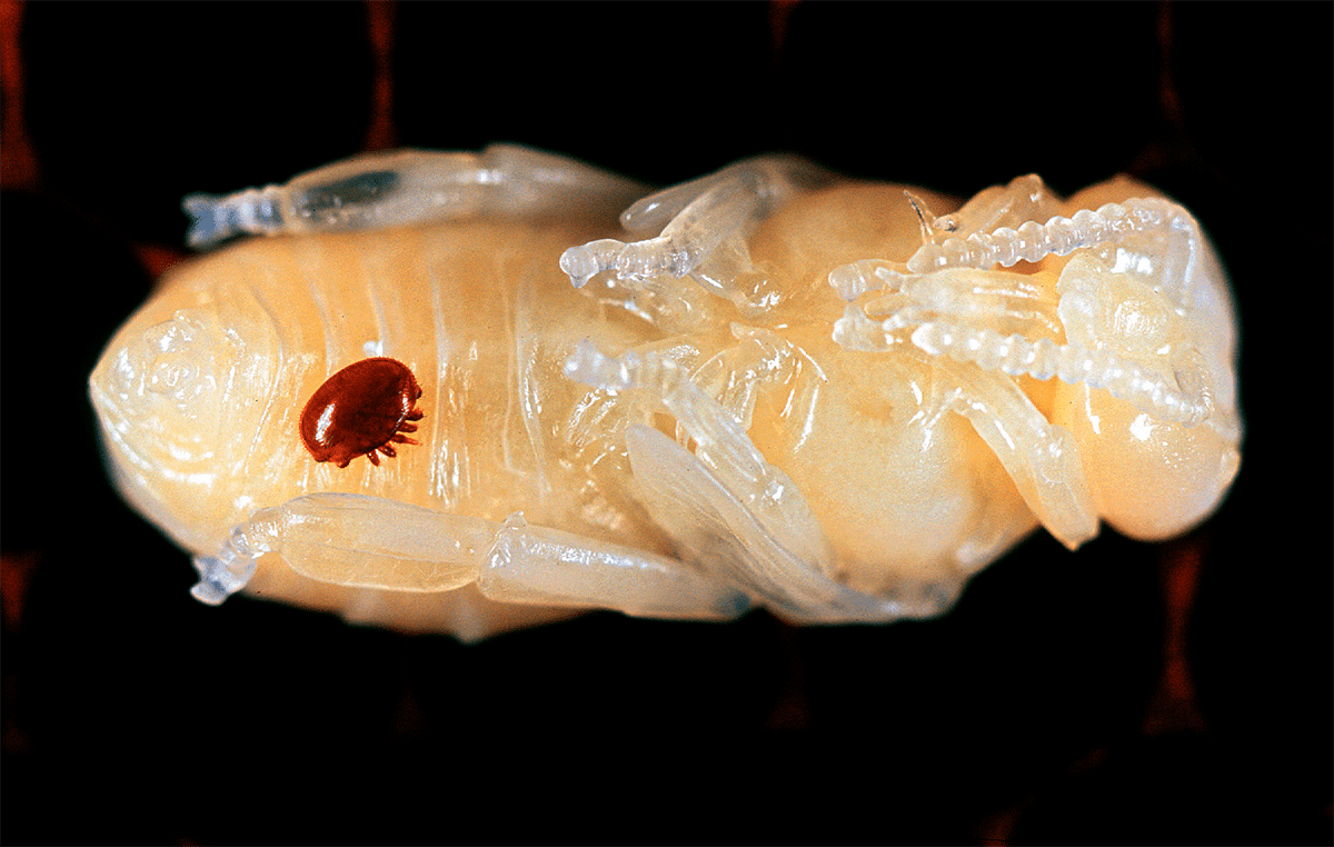 Клещ Varroa destructor паразитирует на куколке