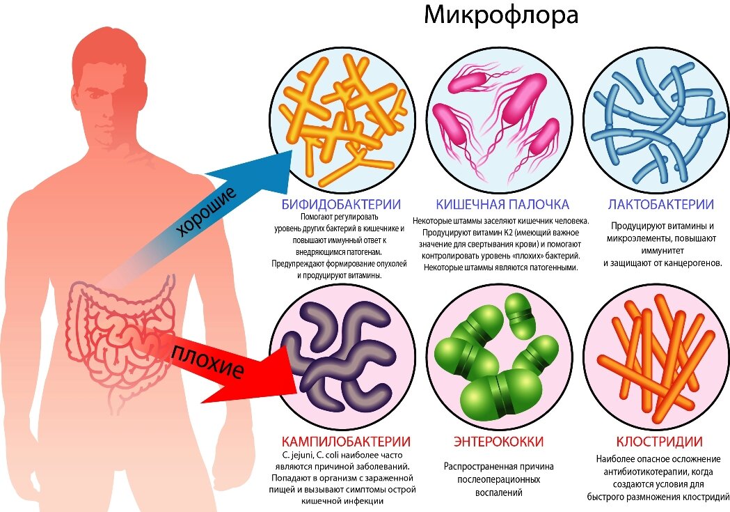 Дисбактериоз кишечника - Клиника Здоровье г. Екатеринбург