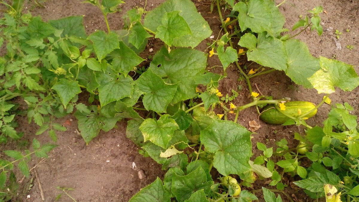 Огурцы-самосейки выросли рядом с помидорами. Обильно цветут. Есть плоды. Фото автора 