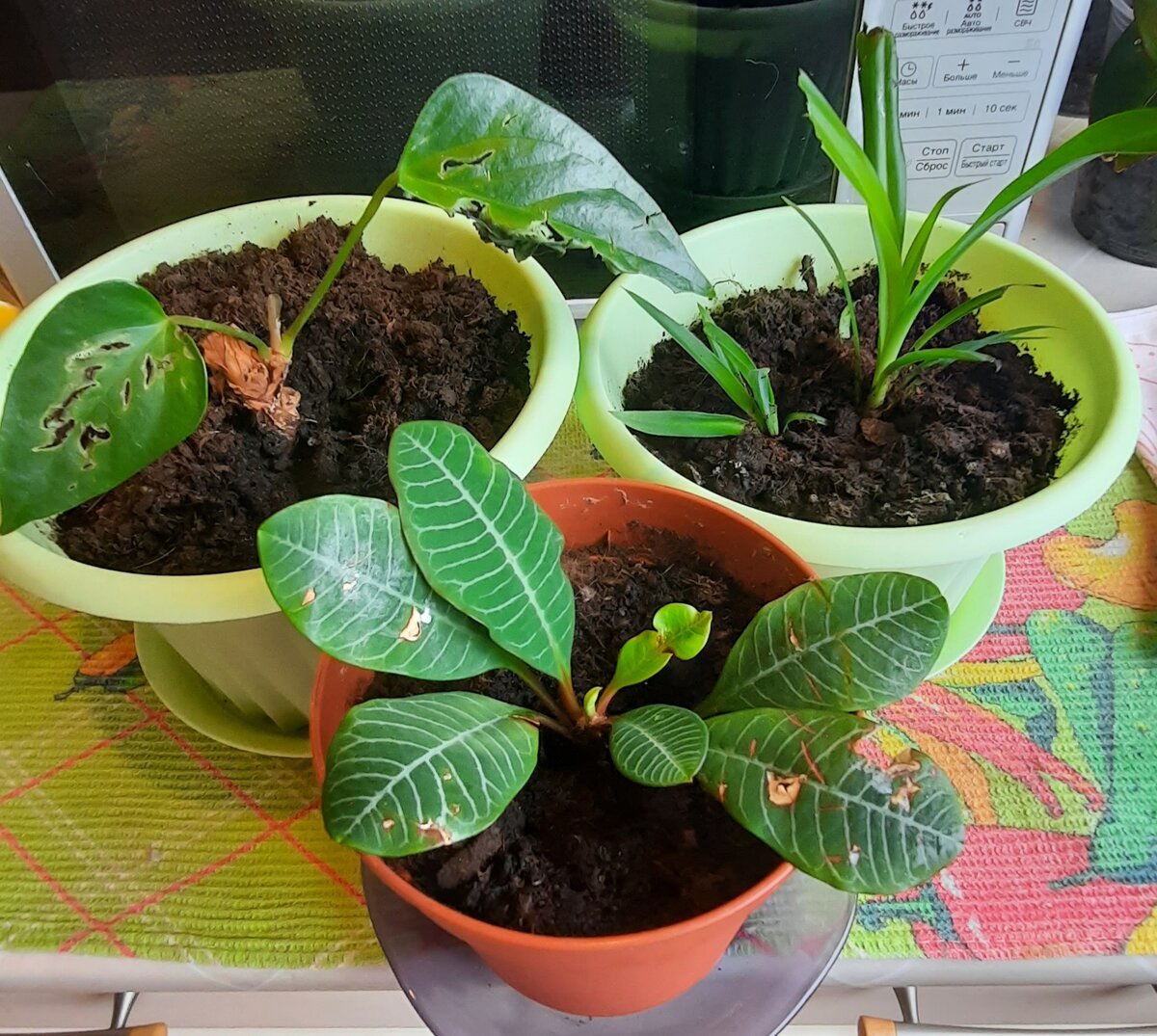 Мои цветочки,которые погрыз котик