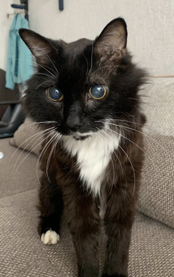 Фото кота, когда я обнаружил слепоту