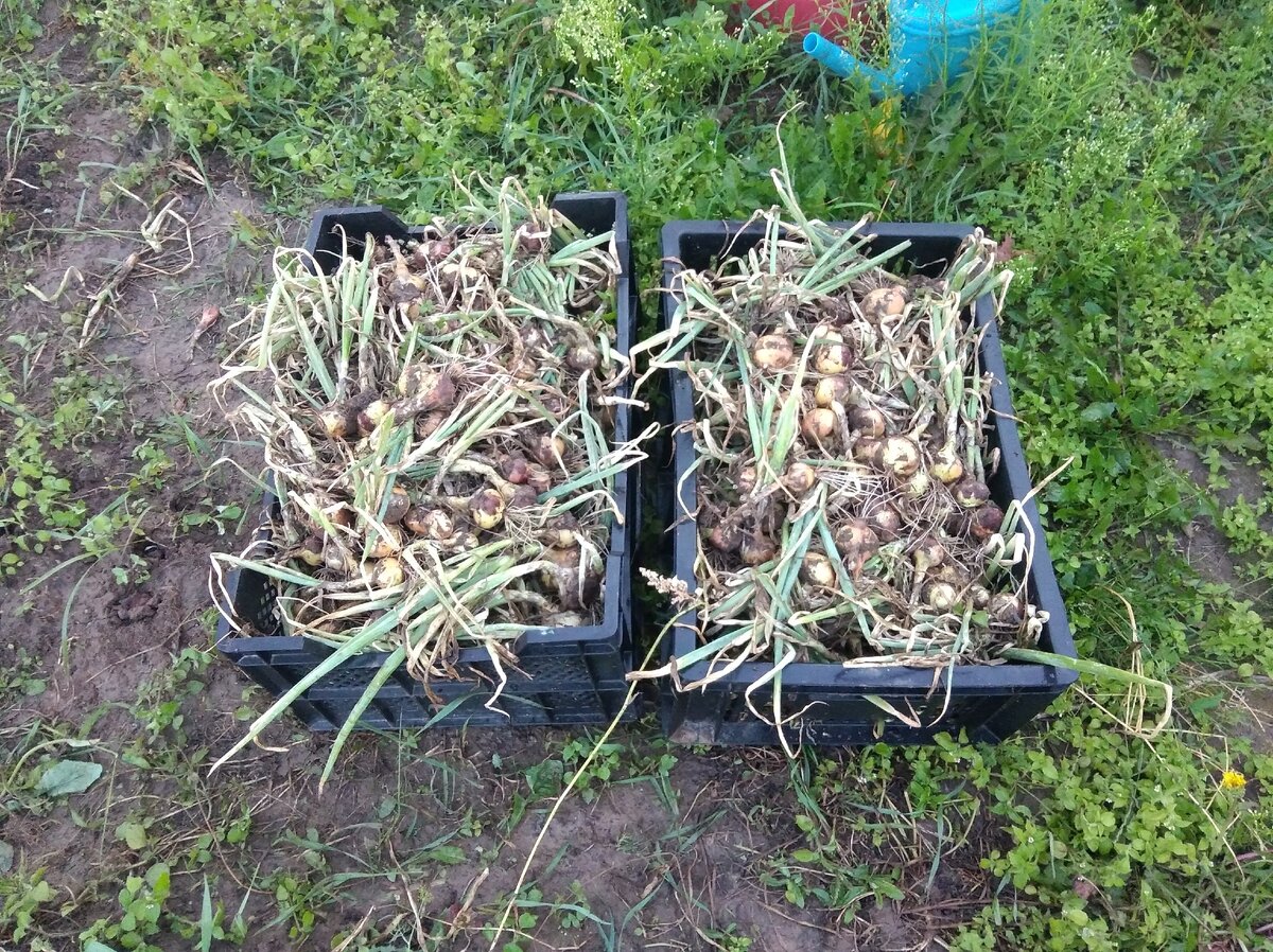 Сегодня собрала