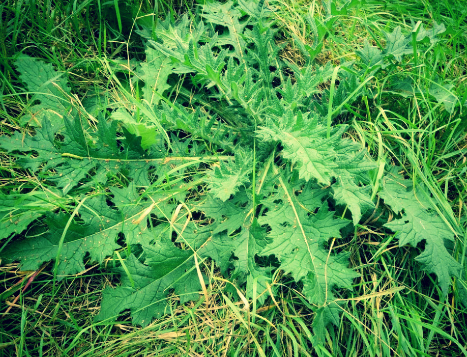 Справиться с многолетними сорняками довольно трудно.