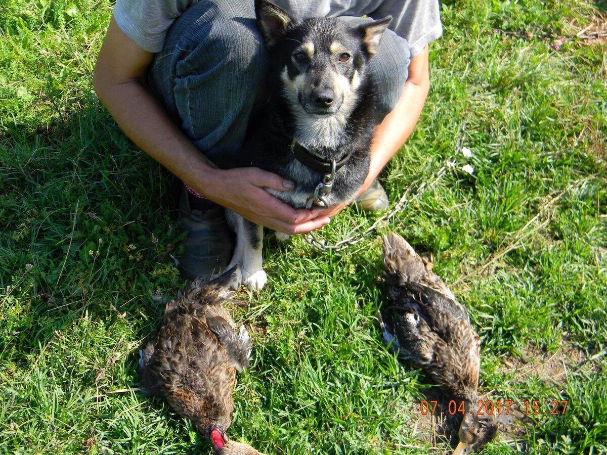 Довольная и уставшая от адреналина охоты Тося со своей добычей. Хозяева в лёгком шоке!