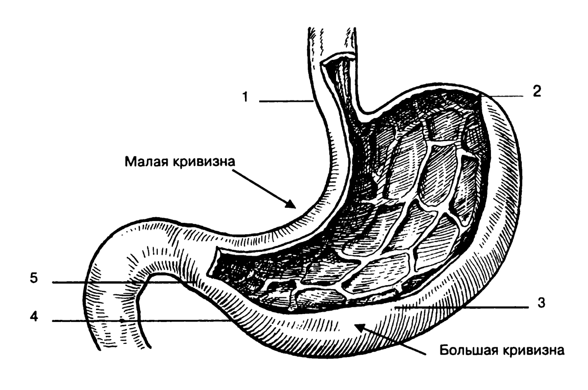 Тонкий желудок строение. Строение желудка анатомия. Желудок новорожденного анатомия. Внутреннее строение желудка.
