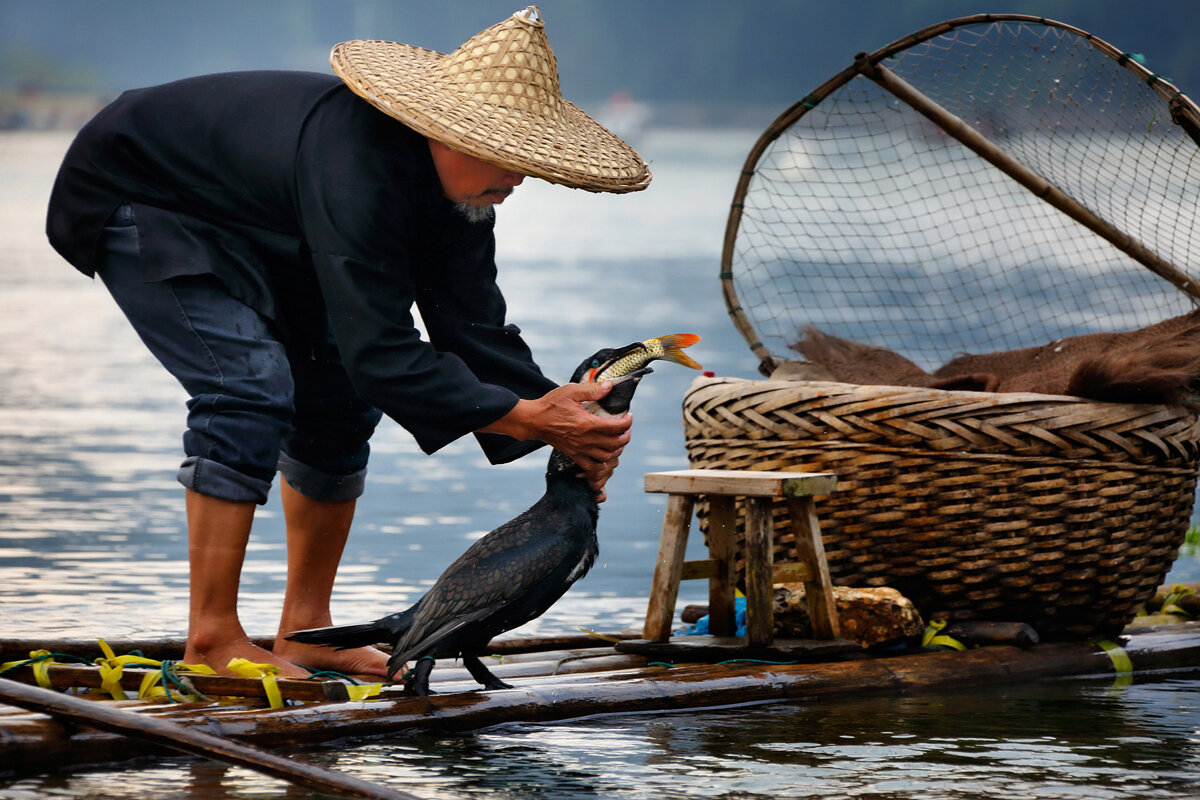 Ловить рыбу большую руками. Рыбалка с бакланами в Китае. Рыбная ловля с бакланами в Китае. Рыбалка с бакланами. Баклан для ловли рыбы.