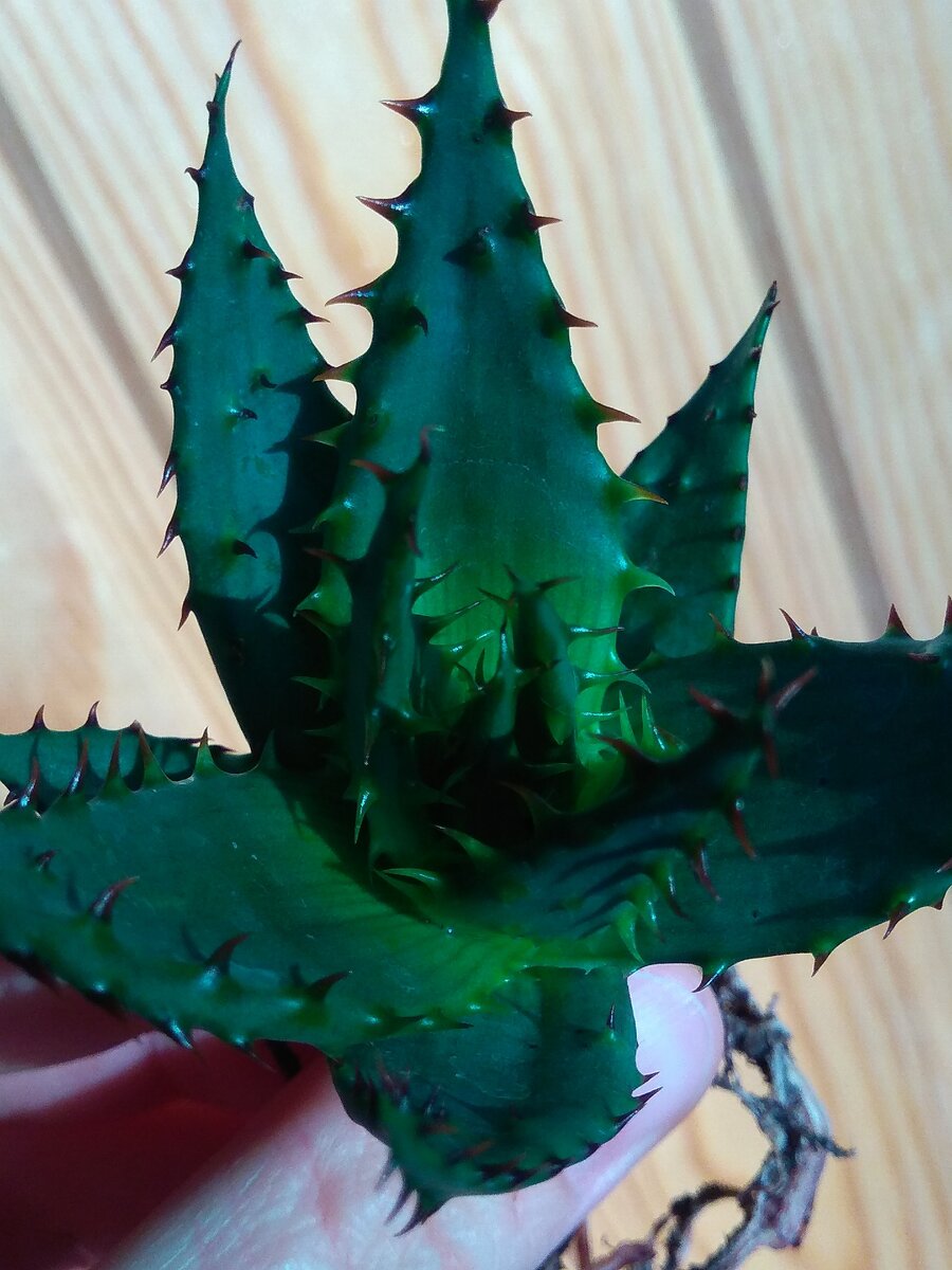Aloe broomii