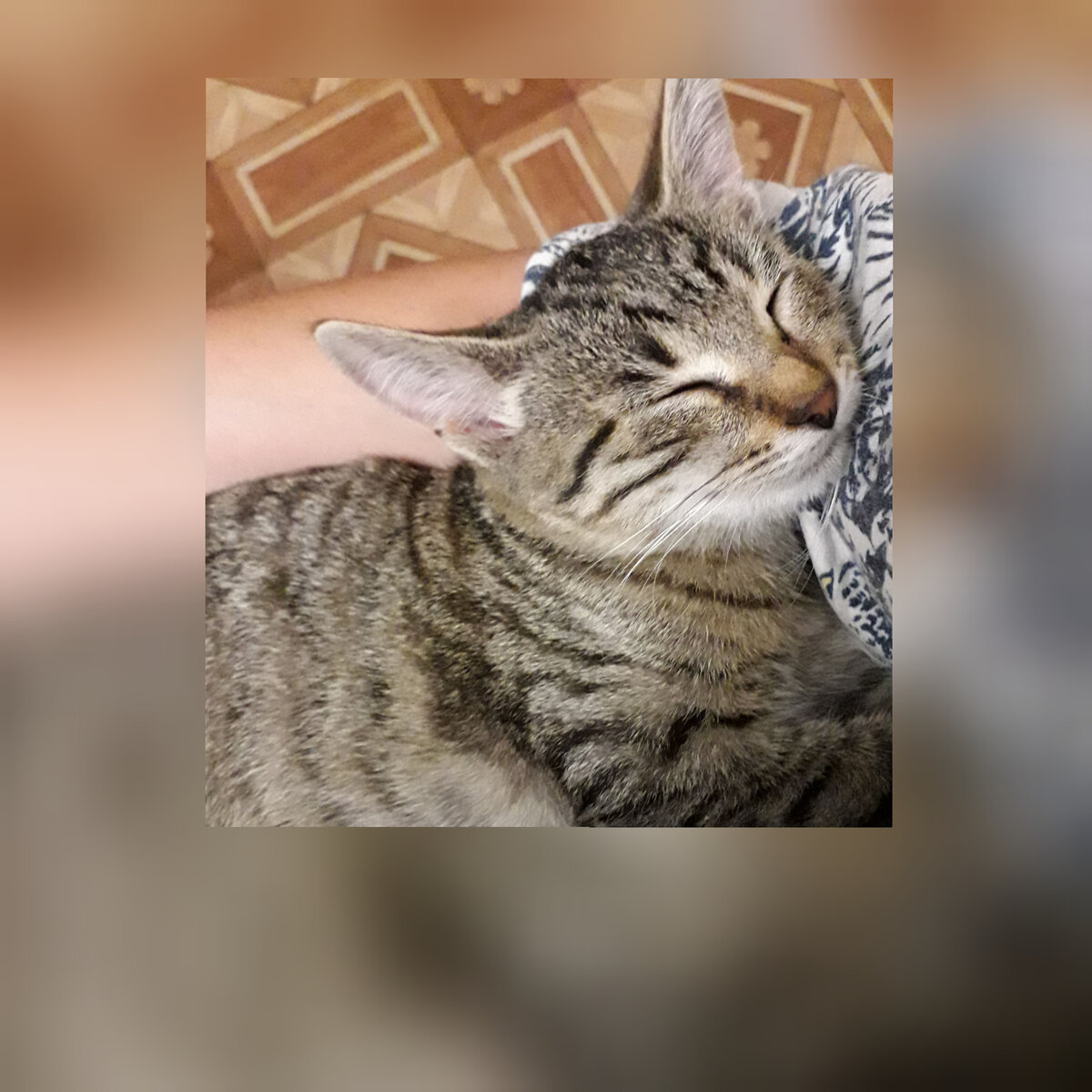 Подписывайтесь на канал, чтобы регулярно читать истории про кошек!