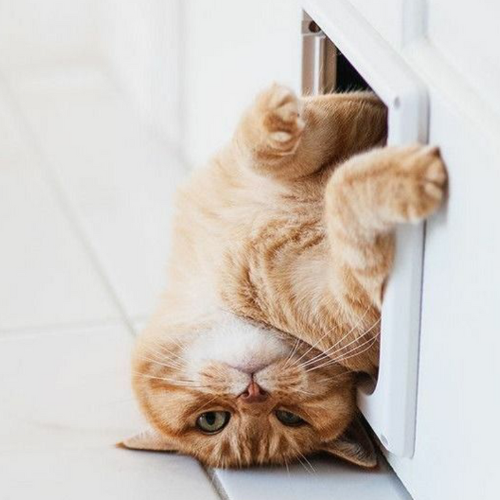 Все, что делает кошка, правильно, полезно и по существу.