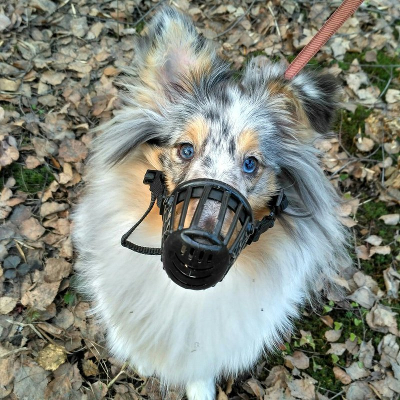 Шелти в наморднике. Взято с Яндекс.Картинок