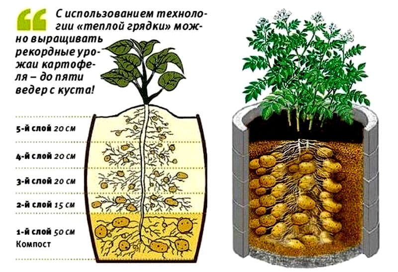 Бочка урожайности. Картошка в бочке вырастить. Посадка картошки в мешках. Посадка картошки в бочках. Выращивание картофеля в мешках.