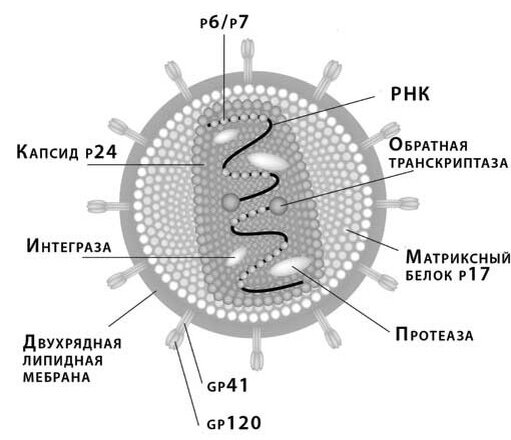 Стилизованное изображение сечения ВИЧ