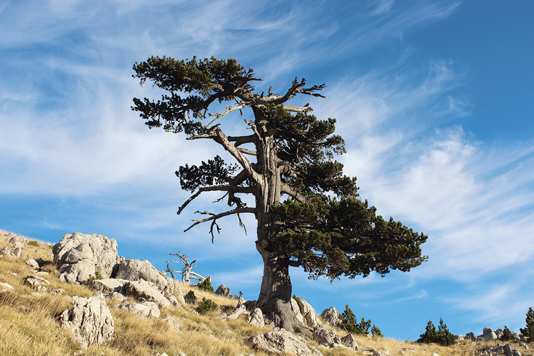 Самое старое дерево Европы, фото из открытых источников