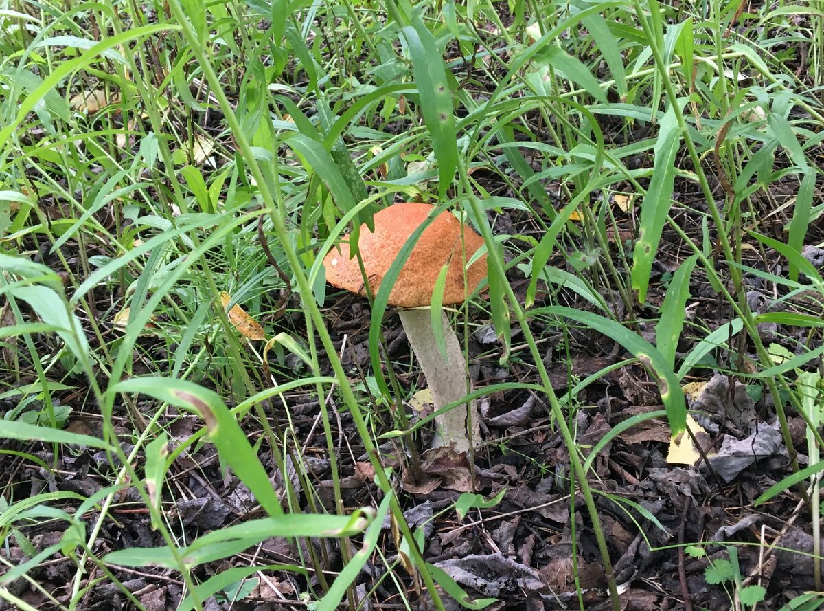 Больше всего собрали подосиновиков.