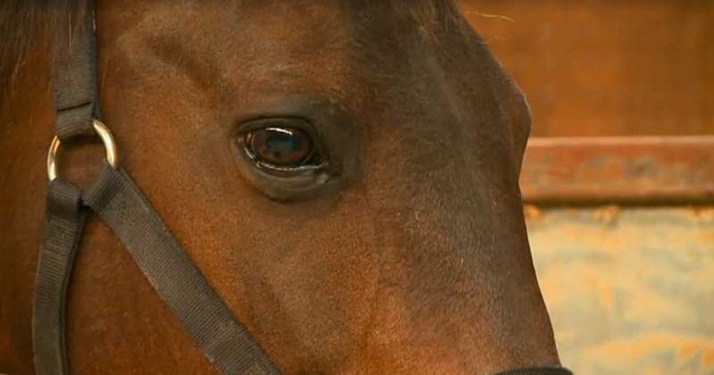 Кобыла, по кличке Эмма, пошла против статистики и всех шансов родить одного жеребенка и ей это удалось!