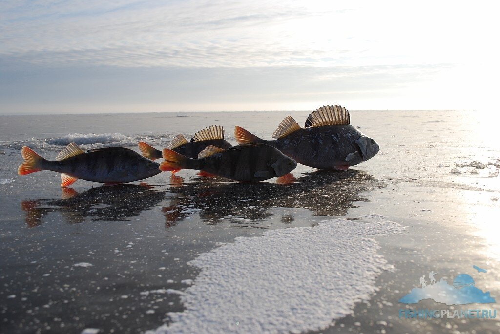 Рыба на рыбинском водохранилище. Рыбинское водохранилище рыба. Рыбинское водохранилище Рыбинское водохранилище. Рыбинское водохранилище рыбалка. Судак Рыбинского водохранилища.