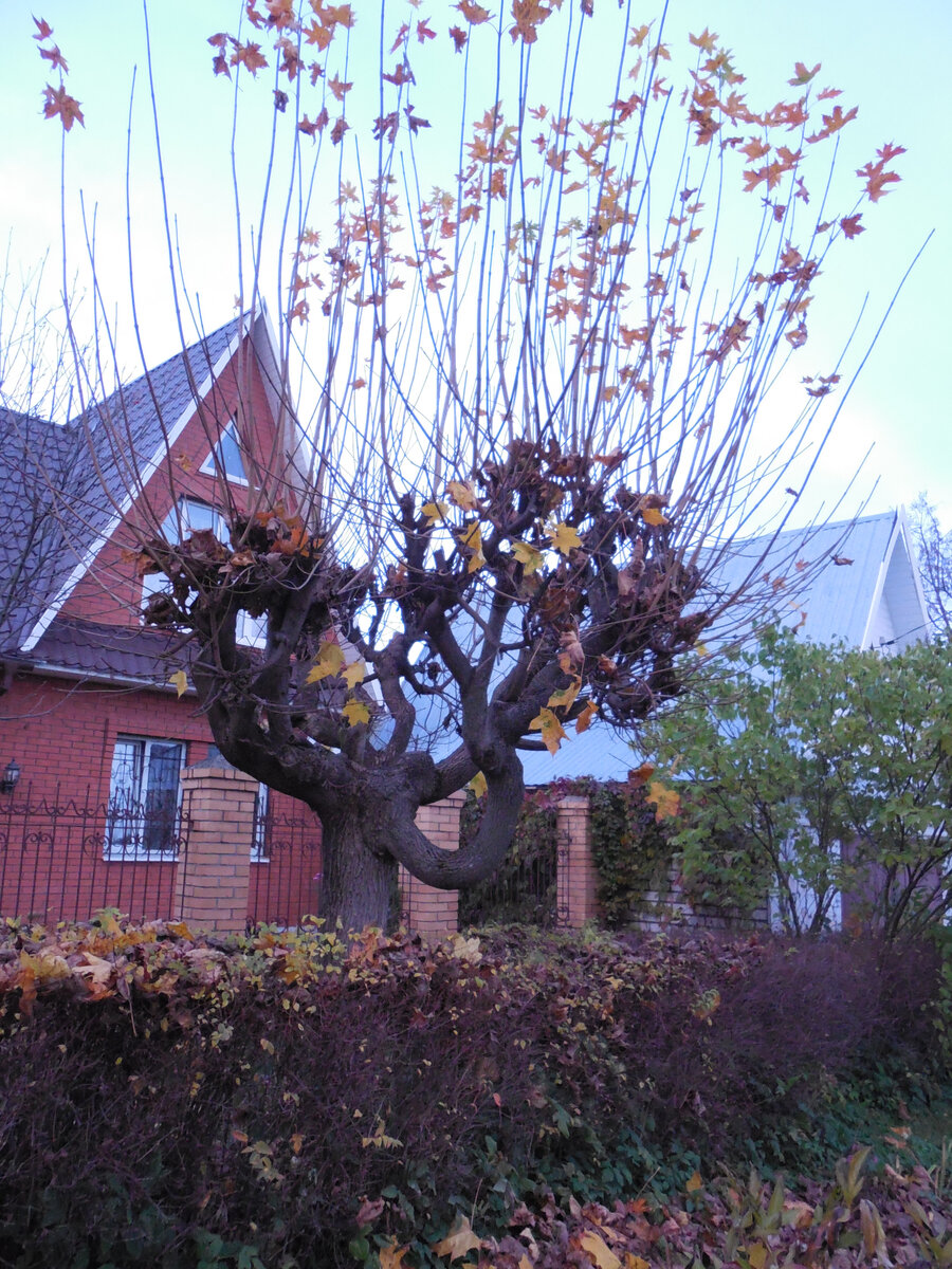 Так формируют взрослый клён неподалёку от нашей дачи