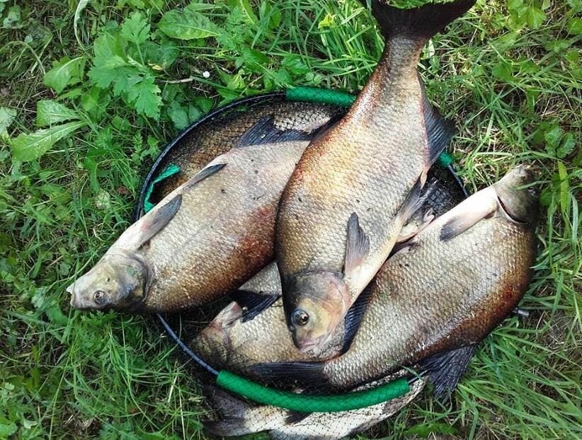 Рыбалка на леща в августе
