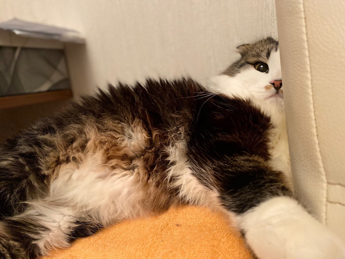 Кузяка дзен кот. Кузяка. Кузяка дзен кот. Кузяка дзен кот. Кузяка мем.