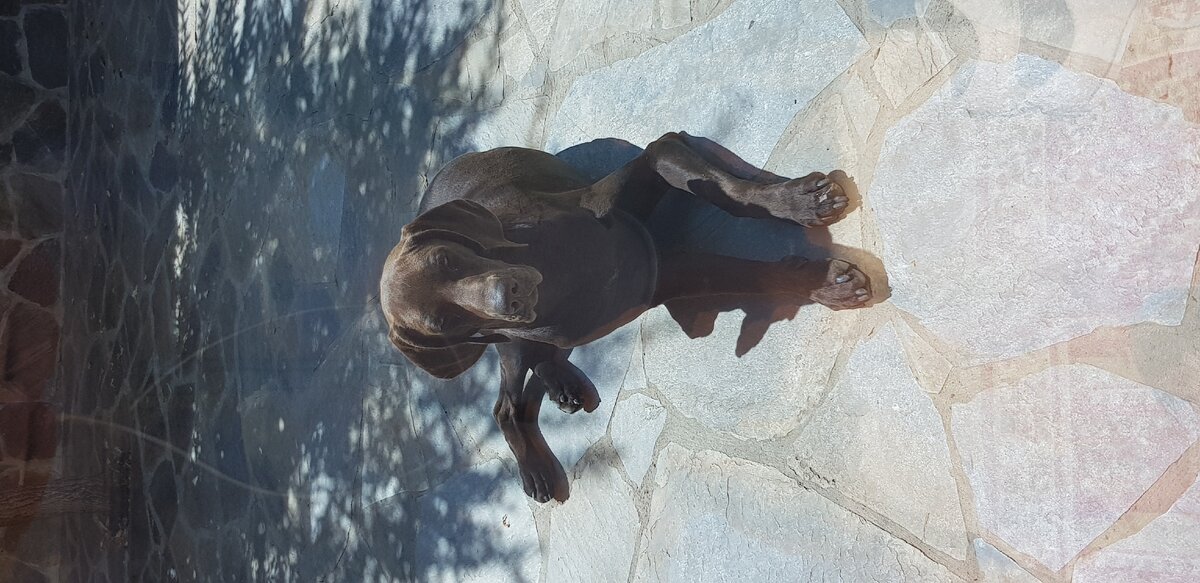 Собаки не требовательны в отношениях, они скорее склонны отдавать, чем просить что-то для себя. Их любовь безусловна и не зависит от того насколько их хозяин успешен, обеспечен, красив и прочее. Они просто нас любят. Если человек совершил добрый поступок в отношении собаки, её благодарность к нему не исчезнет никогда. 