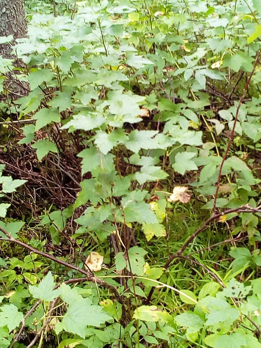 куст смородины