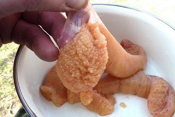 #Икра щуки 