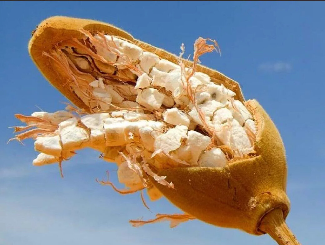 баобаб плоды. адансония плод. баобаб плоды. баобаб плоды. баобаб плоды съедобны.