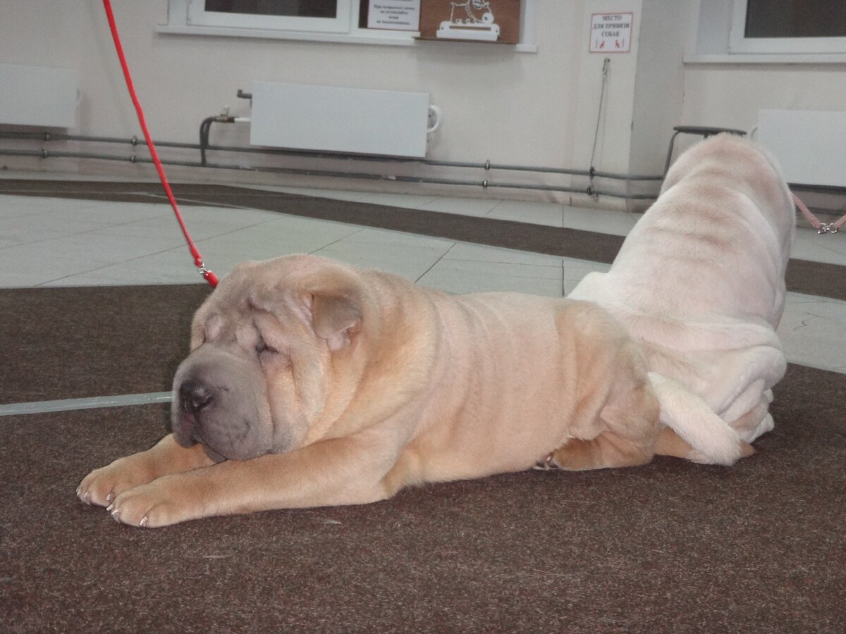 Малыши шарпеи на первом занятии в хендлинг-зале. Вокруг должно быть чисто и безопасно.