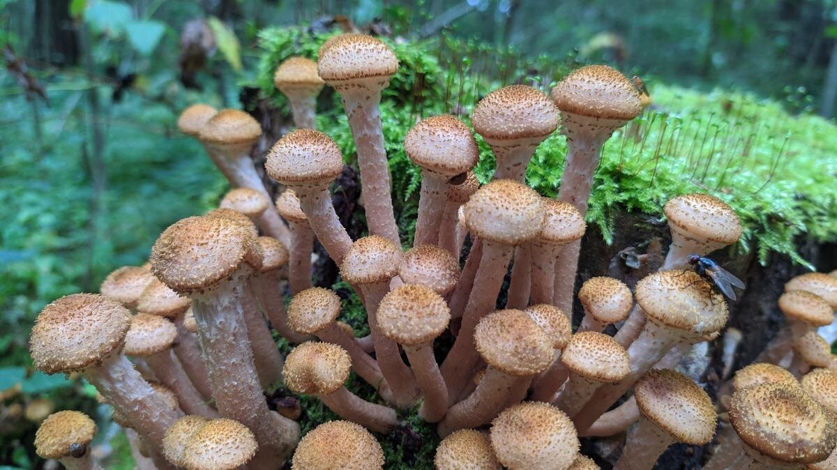 По всей стране началось! (фото пользователя MHB_9_may)