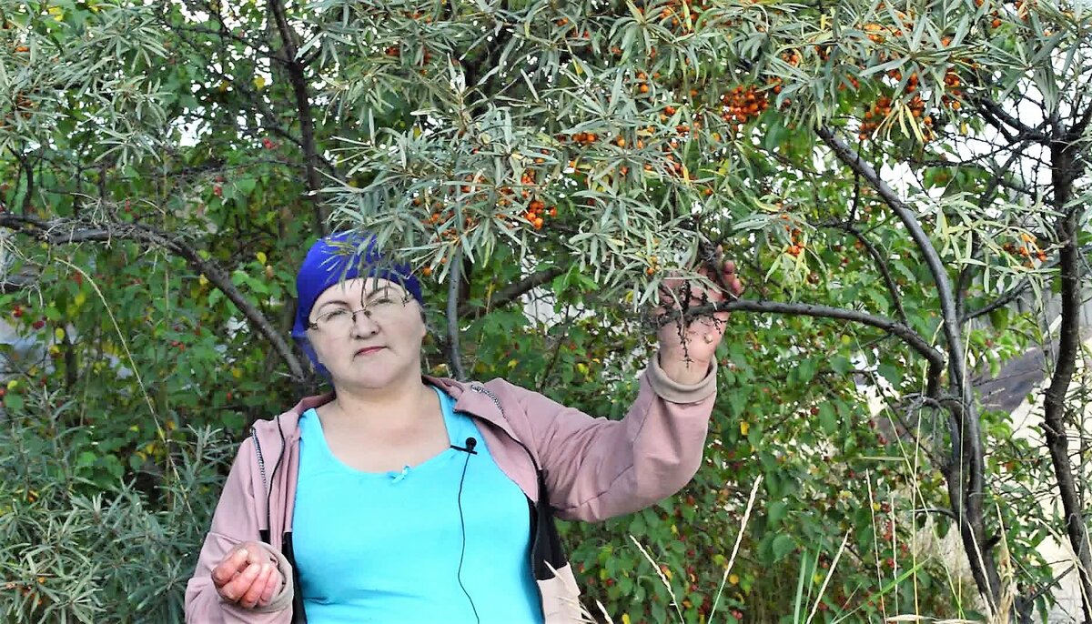 Облепиха в моем саду. У меня настоящие заросли - старые деревья нужно уже корчевать, чтобы молодняку расти не мешали.