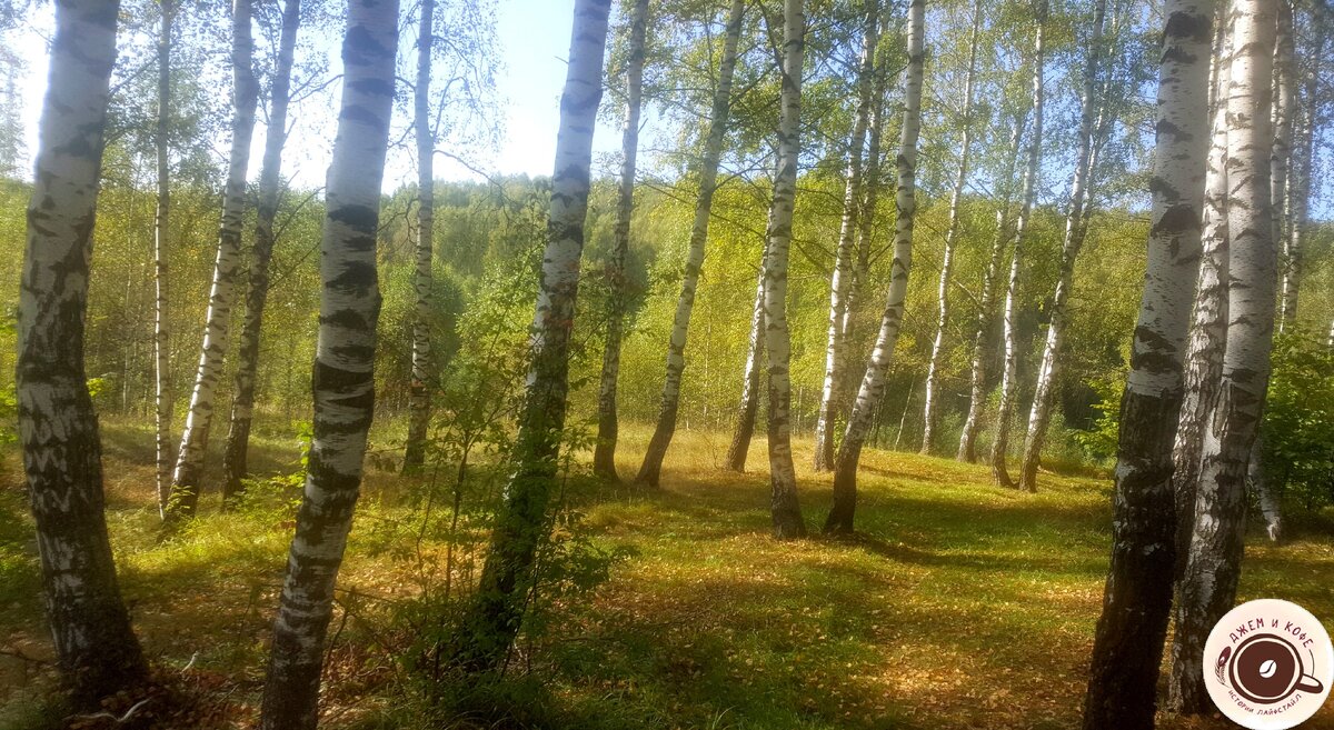 Переезд в Россию. Такой чарующей красоты я не могла себе представить. Леса и озера, голубое небо и березы, березы, березы…