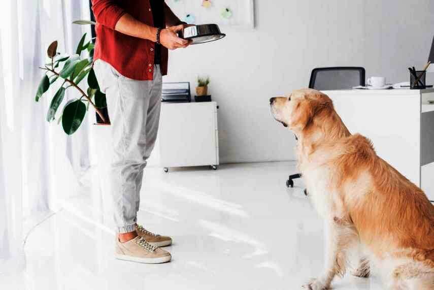 Четвероногие не едят то же, что люди-так какая же диета лучше для собаки?