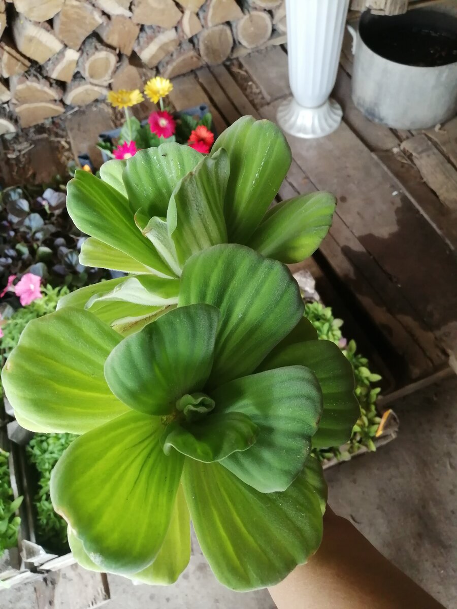 Пистия май 2020г