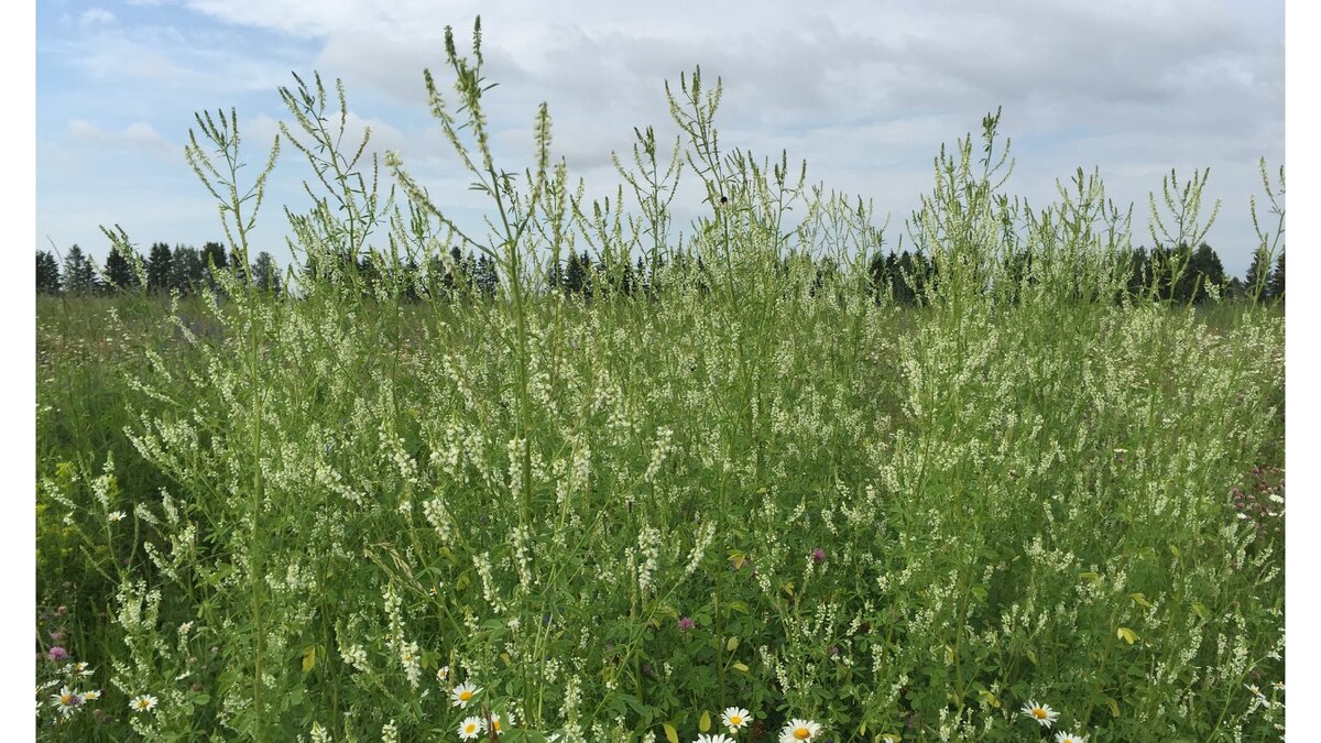 Донник белый