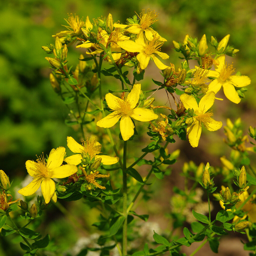 Какая трава зверобой. Зверобой продырявленный (Hypericum perforatum). Зверобой продырявленный Hypericum perforatum l.. Зверобой продырявленный (обыкновенный) - Hypericum perforatum l.. Зверобой обыкновенный Hypericum perforatum.