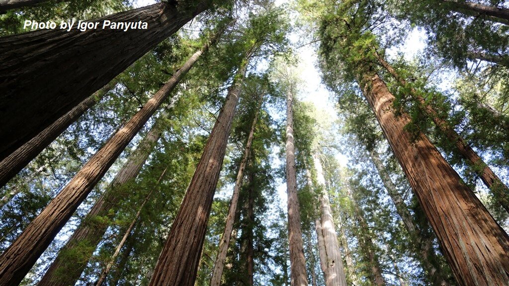 Подписывайтесь на канал! Так вы поддержите его и не пропустите новые статьи! Комментарии приветствуются!