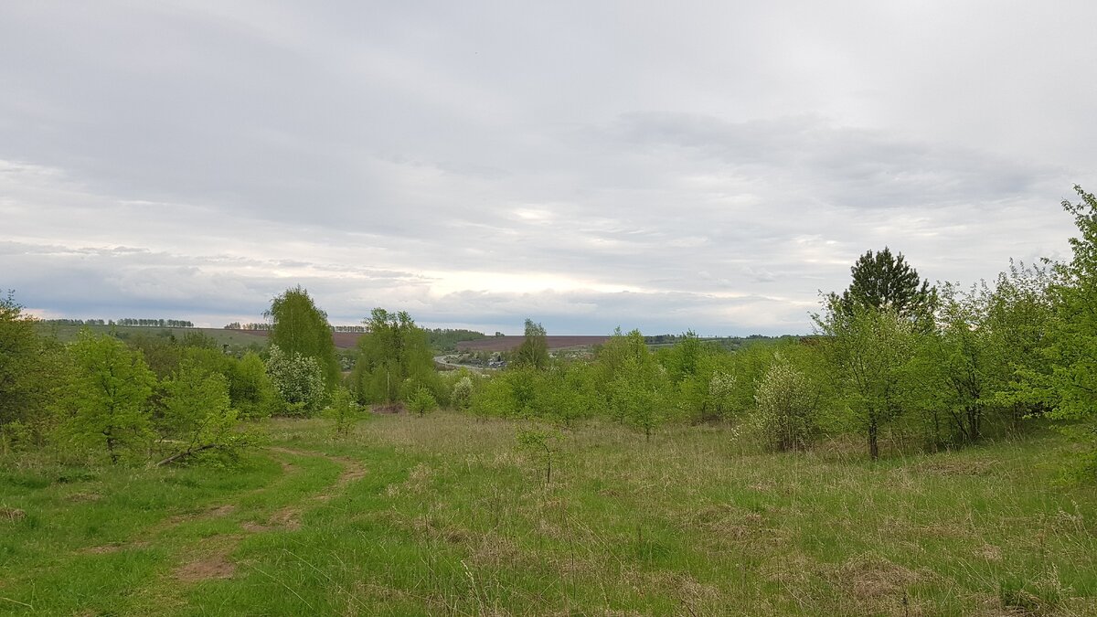Самый край деревни, приятные глазу кадры природы и видов. Молодой лесок.