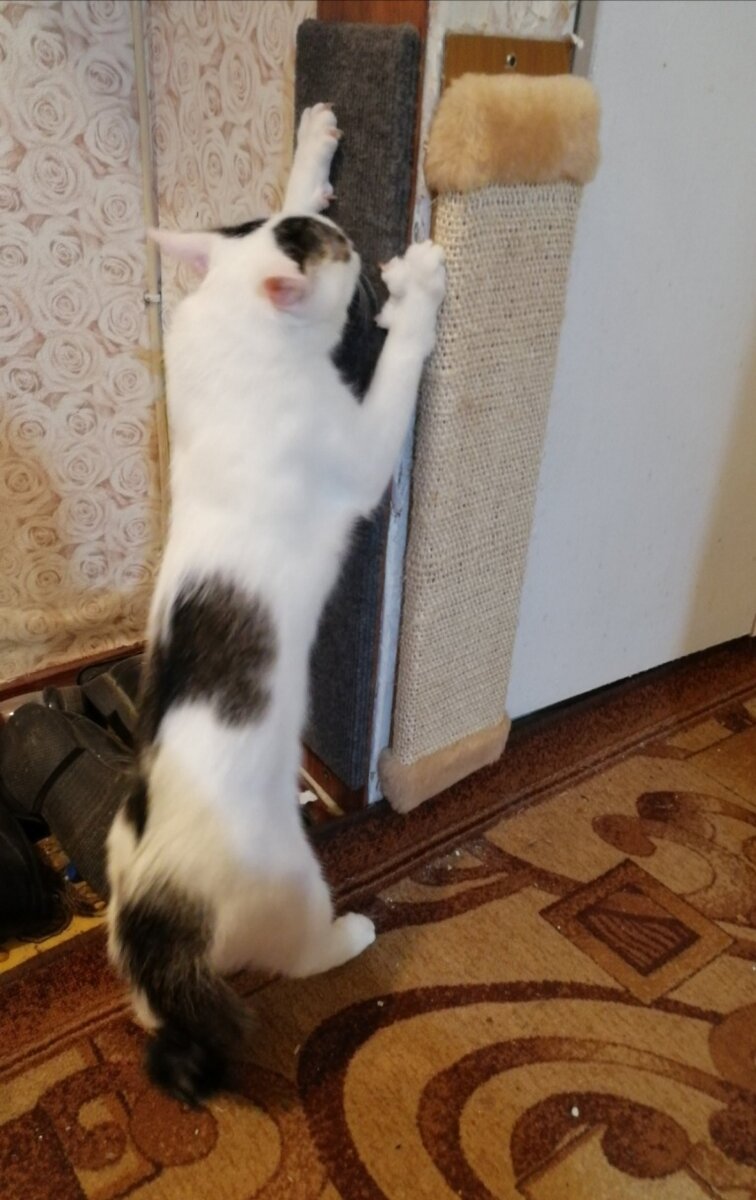 Хорошо, что мою кошку не нужно вести к грумеру, Машка делает маникюр сама.