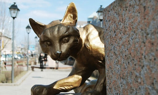 Выживший кот.блокада ленинграда