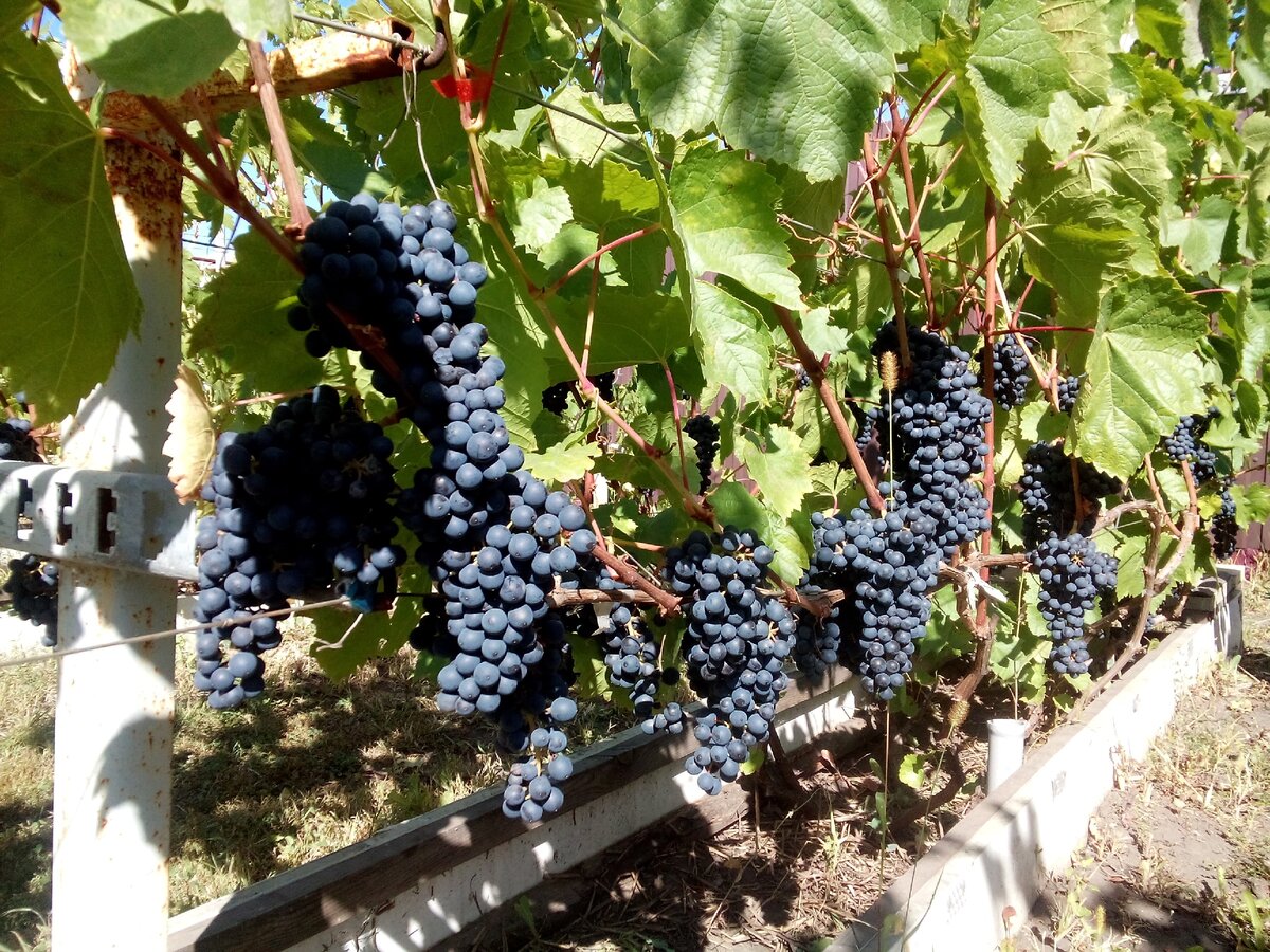 Полноценный полив винограда гарантия урожая