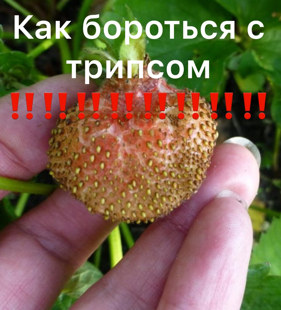 Так выглядит ягода на который обитает трипс