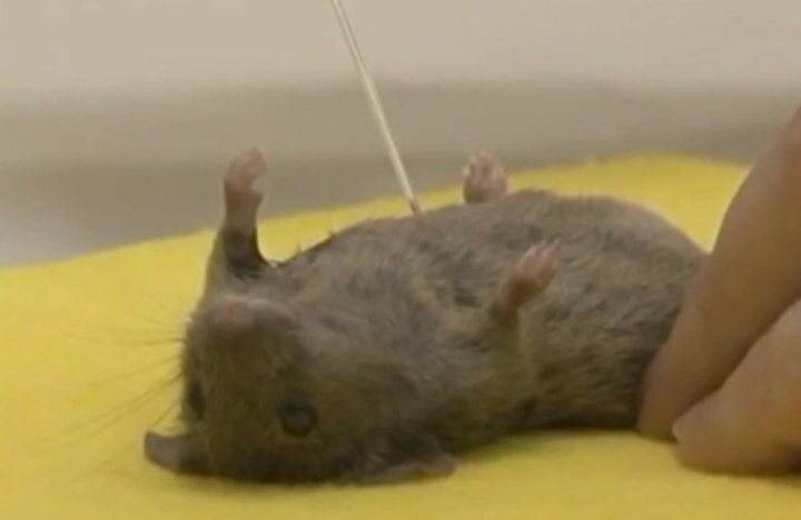 🐁 Мышиного молока не желаете?Самки мышей синтезируют в молоке человеческий белок — лактоферрин, который используют при производстве уникальных фармакологических препаратов. Лекарства, содержащие мышиное молоко, улучшают процесс кроветворения после переливания крови.Цена за 1 литр — более 22000$. Для получения такого количества молока нужно "подоить" около 4000 мышей. Дорогое удовольствие... 