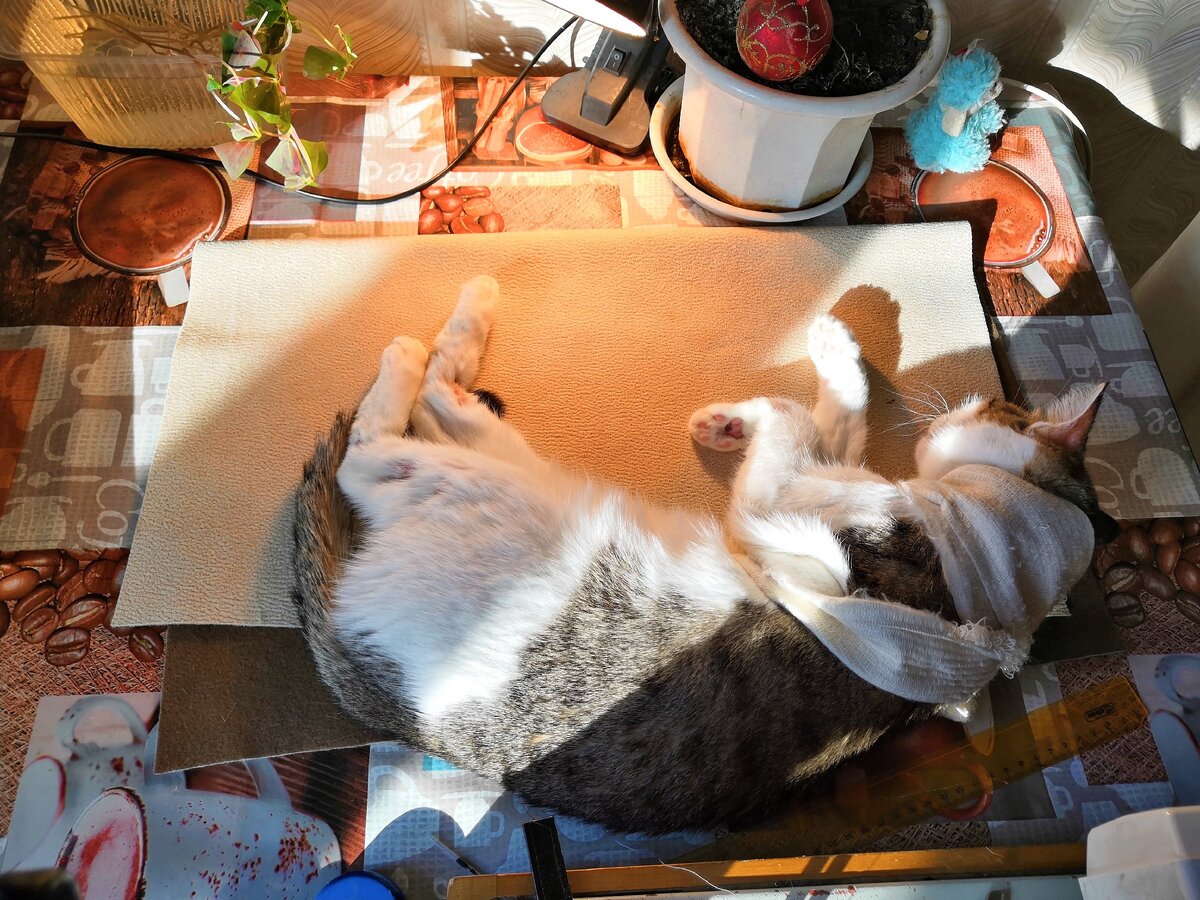 Дрыхнущая Муся