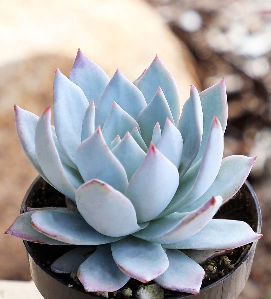 РЎСѓРєРєСѓР»РµРЅС‚ Echeveria peacockii